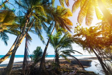 Palm trees by the sea in Grande Anse beach in Guadeloupe at suns clipart