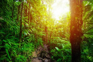 Guadeloupe'da Basse Terre ormanı üzerinde parlayan güneş