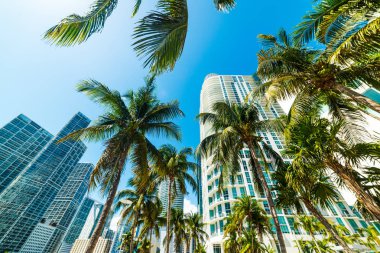 Miami şehir merkezinde Hindistan cevizi avuç içi ve gökdelenler