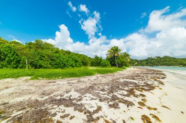 Guadeloupe Pointe de la Saline kıyı