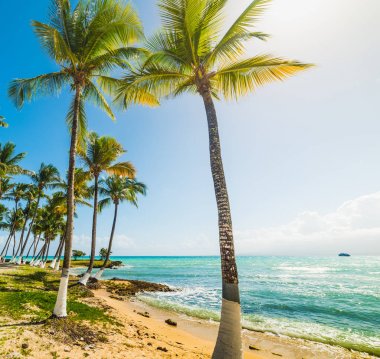 Guadeloupe Bas du Fort plajhindistan cevizi avuç içi