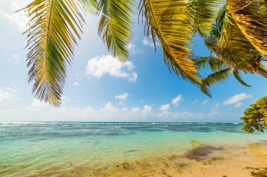 Guadeloupe Bois Jolan plajda Palmiye ağaçları