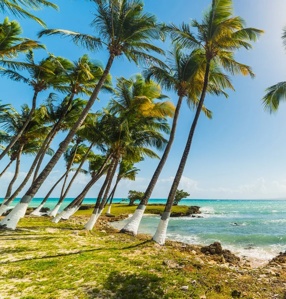 Palm trees by the sea in Le Gosier shore — Stock Photo, Image