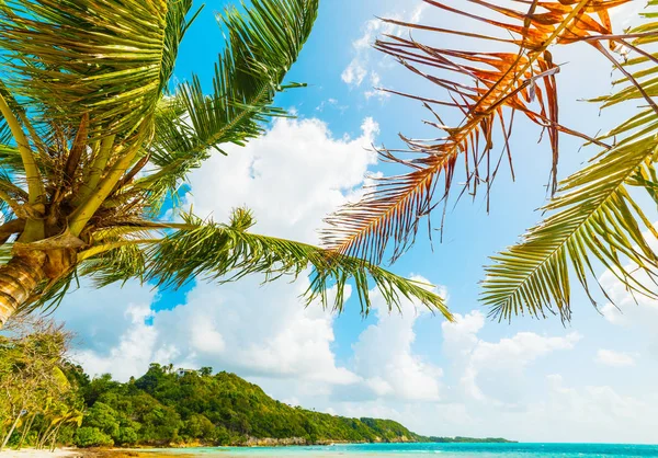 Palma sul mare a Pointe de la Saline spiaggia — Foto Stock