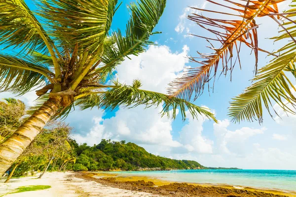 Palma da cocco in riva al mare in spiaggia Pointe de la Saline — Foto Stock