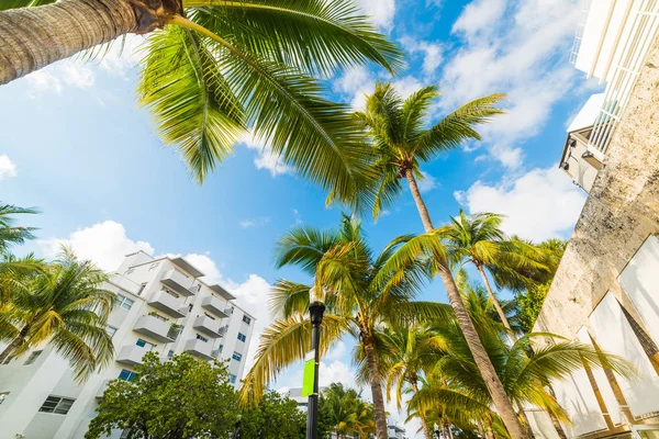 Palmas e edifícios brancos em Miami Beach — Fotografia de Stock