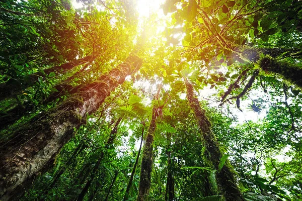 Le soleil brille sur les grands arbres de la jungle de Basse Terre — Photo