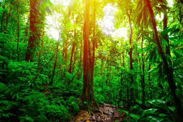 Sonne scheint über grünen Bäumen im basse terre Dschungel — Stockfoto