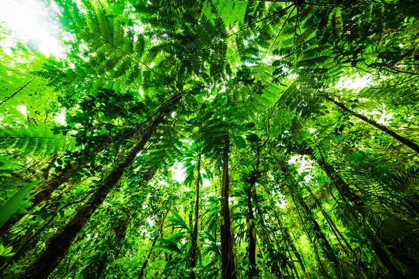 Alberi verdi nella giungla di Basse Terre — Foto Stock