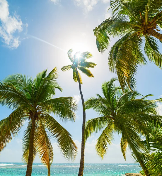 Palmy i błękitne morze w La Caravelle plaży na Gwadelupie — Zdjęcie stockowe