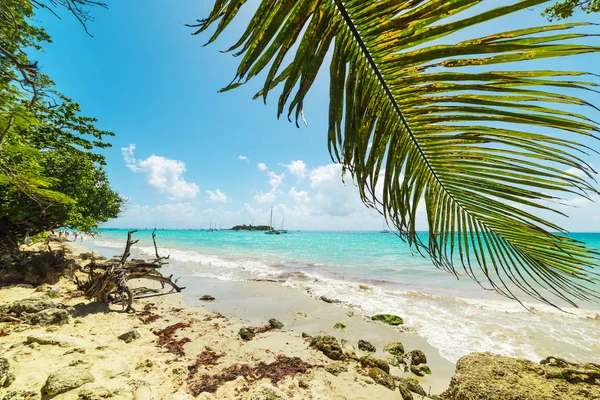 Palmové stromy na pobřeží La Datcha na Guadeloupe — Stock fotografie