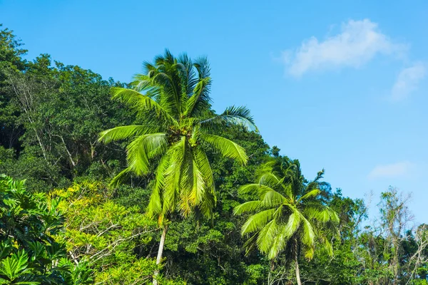 Des cocotiers sous un ciel bleu en Guadeloupe — Photo