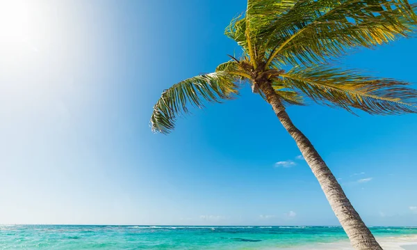 レーズンクレアスビーチの海に寄りかかっているココナッツヤシの木 — ストック写真