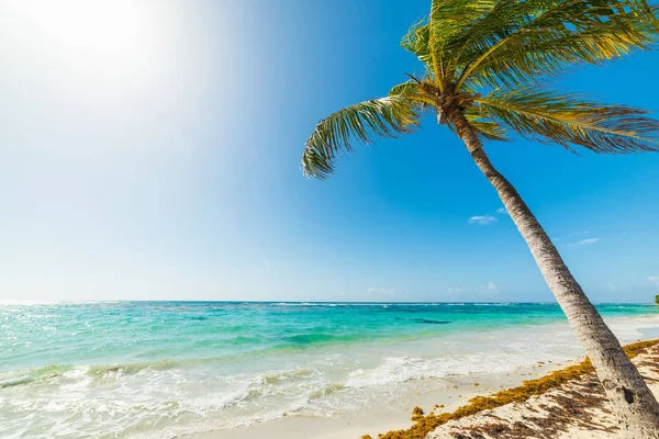 Palm boom leunend over de zee in Raisins Clairs strand — Stockfoto