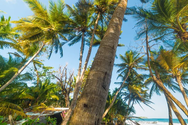 Palmy nad morzem w Grande Anse Beach — Zdjęcie stockowe