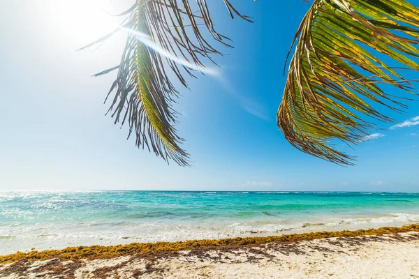 Пальми на березі в Ізюм пляж Клелери — стокове фото