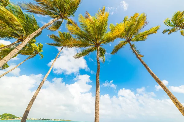 Wysokie palmy kokosowe na plaży La Caravelle na Gwadelupie — Zdjęcie stockowe