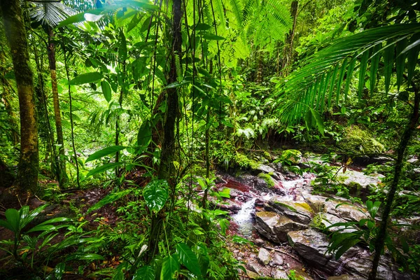 Plantas verdes y pequeño arroyo en la selva Basse Terre en Guadalupe —  Fotos de Stock