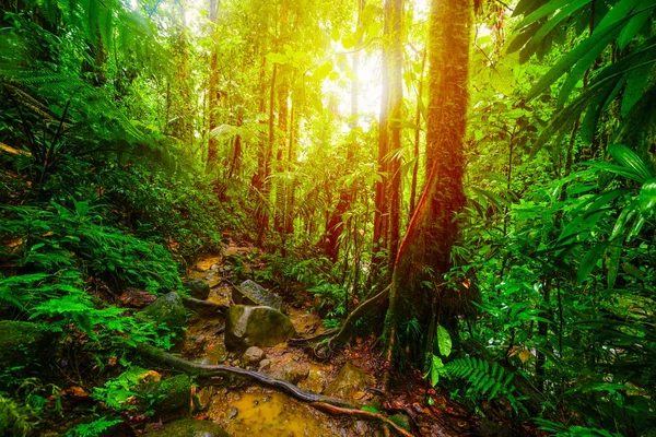 Sol brillando sobre la selva Basse Terre al atardecer —  Fotos de Stock