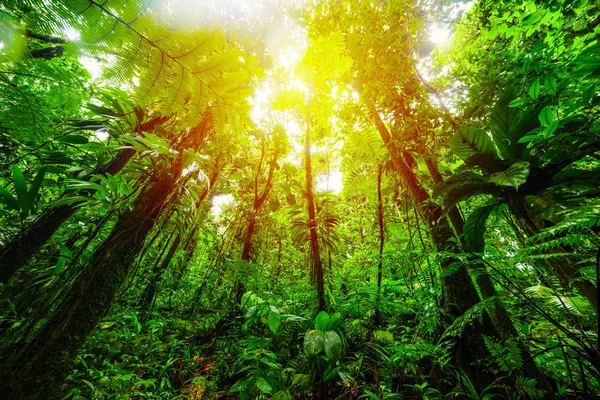 Tall trees in Basse Terre jungle under a warm sun at sunset — Stock Photo, Image