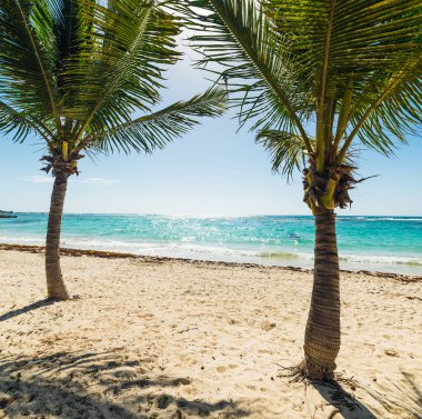 Guadeloupe Kuru Üzüm Clairs plajda Palms