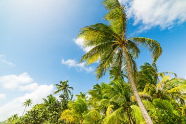 Guadeloupe mavi bir gökyüzü altında palmiye ağaçları