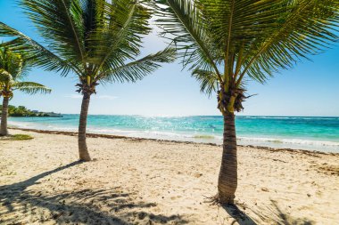 Guadeloupe Kuru Üzüm Clairs plajHindistan cevizi palmiye ağaçları