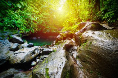 Basse Terre ormanda Bassin Paradise havuzu