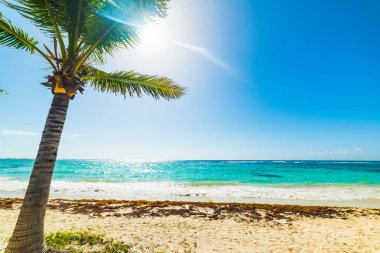 Guadeloupe parlayan bir güneşin altında palmiye ağacı