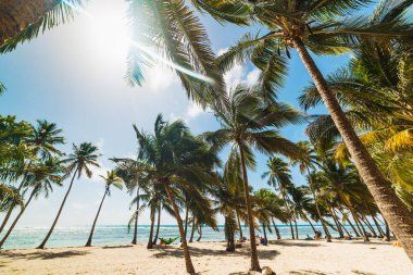 Guadeloupe Bois Jolan plajda birkaç palmiye ağaçları
