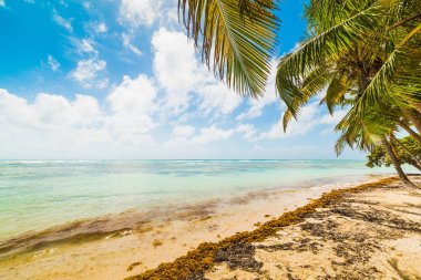 Guadeloupe Bois Jolan plajda palmiye ağaçları