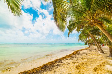 Guadeloupe Bois Jolan plajda deniz palmiye ağaçları