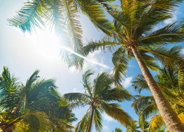 Guadeloupe parlayan bir güneşin altında palmiye ağaçları