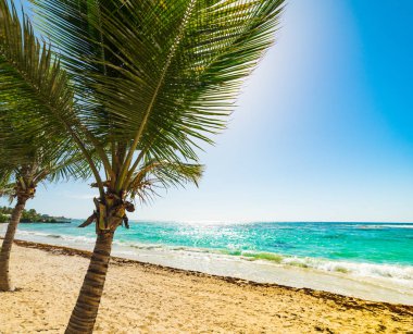 Kuru Üzüm Clairs plajda palmiye ağaçları ve kumlu kıyı