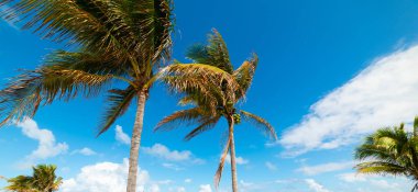 Güneşli bir günde Pompano Beach kıyısında Hindistan cevizi palmiye ağaçları