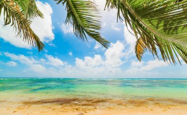 Guadeloupe Bois Jolan plajda palmiye ağaçları ve turkuaz deniz