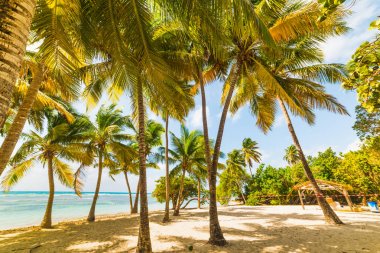 Palm trees on the sand in Bois Jolan beach in Guadeloupe clipart