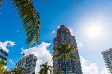 Miami Beach palmiye ağaçları ve gökdelenler
