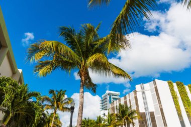 Miami Beach'te mavi bir gökyüzünün altında palmiye ağaçları