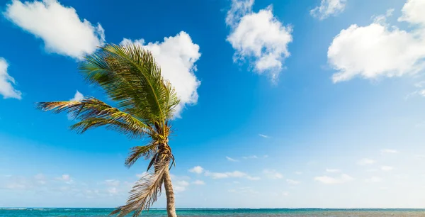 Palmový strom na pláži Autre Bord na Guadeloupe — Stock fotografie