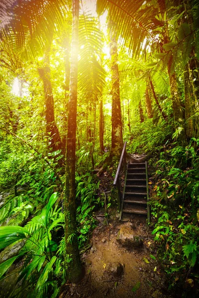 Escalera en la selva Basse Terre al atardecer — Foto de Stock