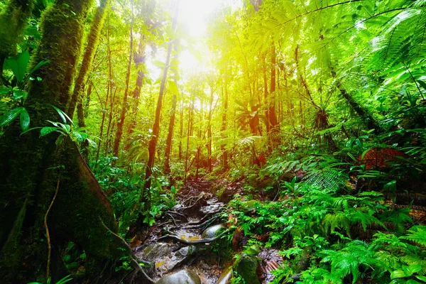 Feldweg im Dschungel von Basse Terre in Guadeloupe — Stockfoto