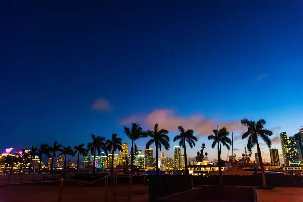 Palmeiras e arranha-céus do centro de Miami à noite — Fotografia de Stock