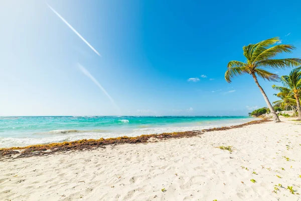 Witte zand en palmbomen in Guadeloupe — Stockfoto