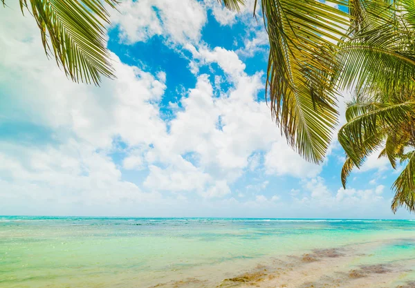 Guadeloupe palmiye ağaçları ve turkuaz deniz