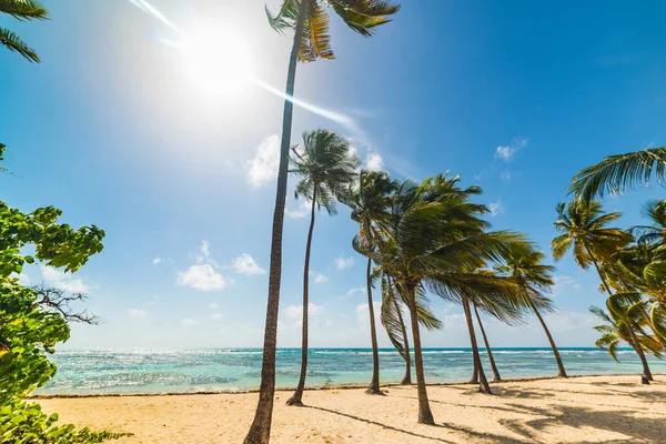 La Caravelle beach in Guadeloupe under a shining sun — Stock Photo, Image