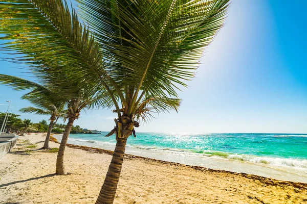 Palm trees and sandy shore in Raisins Clairs beach in Guadeloupe — Stock Photo, Image