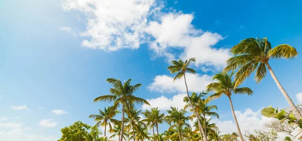Palmové stromy a modrá obloha na Guadeloupe — Stock fotografie