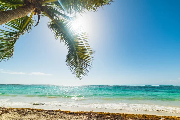 Palm boom en glanzende zon in Raisins Clairs strand in Guadeloupe — Stockfoto