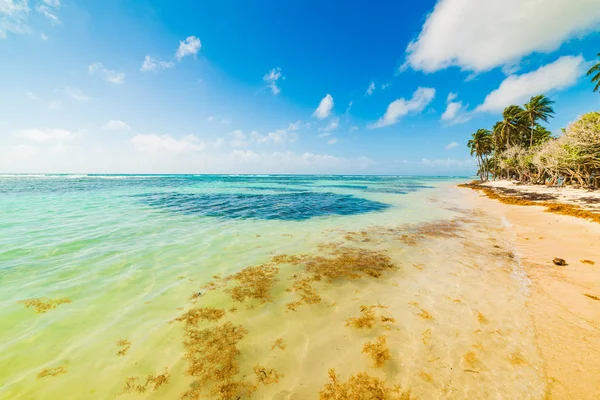 Bois Jolan strand in Guadeloupe — Stockfoto